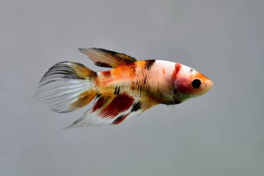 Tayland 'dan Beta balığı dişi Fancy Nemo Peçeli, Gri Arkaplanda izole edilmiş Siyam dövüş balığı