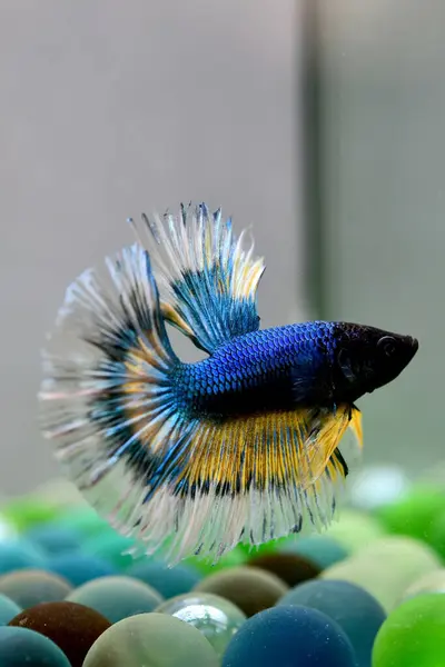 Beta balığı. Tayland 'dan koyu mavi hardal. Gri arka planda izole edilmiş Siyam dövüş balığı.