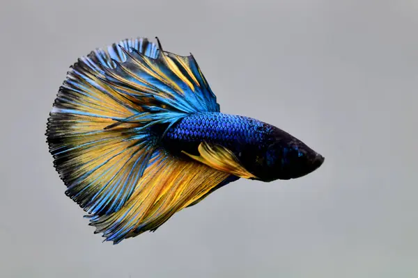 Beta balığı. Tayland 'dan koyu mavi hardal. Gri arka planda izole edilmiş Siyam dövüş balığı.