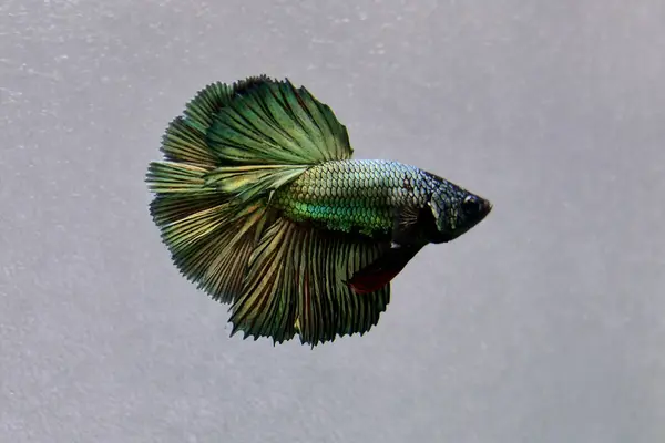 Beta balığı Tayland 'dan Fancy Gren Bakır Yarım Ay, Gri Arkaplanda izole edilmiş Siyam dövüş balığı