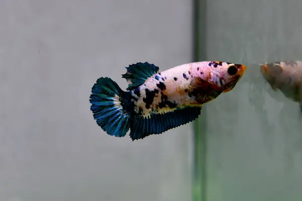 Beta balığı dişi Fancy Nemo Mavi Mermer Mermer Tayland 'dan kısa kuyruklar, Gri Arkaplan' da izole edilmiş Siyam dövüş balığı