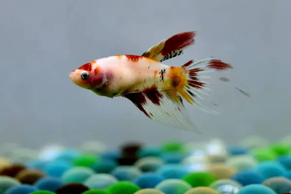 Tayland 'dan Beta balığı dişi Fancy Nemo Peçeli, Gri Arkaplanda izole edilmiş Siyam dövüş balığı