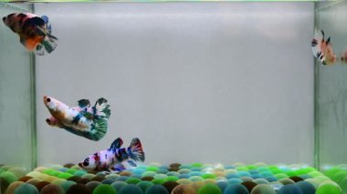 Dişi Fantazi Nemo Mavi Mermer Yarım Ay, Tayland 'dan kısa kuyruklu Beta balığı grubu, Gri Arka plan' da izole edilmiş Siyam dövüş balığı.