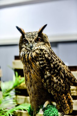 QSNCC 'de Tayland' daki Hayvan Fuarı 'nda. Ziyaretçiler, alışveriş için kendi hayvanlarını getirebiliyor ve şovdaki diğer evcil hayvanlarla eğlenebiliyorlar. Bangkok, Tayland. - 1 Mayıs 2025.