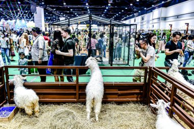 QSNCC 'de Tayland' daki Hayvan Fuarı 'nda. Ziyaretçiler, alışveriş için kendi hayvanlarını getirebiliyor ve şovdaki diğer evcil hayvanlarla eğlenebiliyorlar. Bangkok, Tayland. - 1 Mayıs 2025.