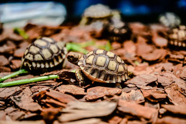 QSNCC 'de Tayland' daki Hayvan Fuarı 'nda. Ziyaretçiler, alışveriş için kendi hayvanlarını getirebiliyor ve şovdaki diğer evcil hayvanlarla eğlenebiliyorlar. Bangkok, Tayland. - 1 Mayıs 2025.