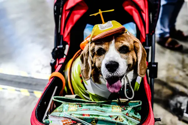 QSNCC 'de Tayland' daki Hayvan Fuarı 'nda. Ziyaretçiler, alışveriş için kendi hayvanlarını getirebiliyor ve şovdaki diğer evcil hayvanlarla eğlenebiliyorlar. Bangkok, Tayland. - 1 Mayıs 2025.