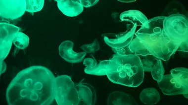 Ay Jölesi Balığı büyük akvaryum tankında vücudu temizler, izole edilmiş siyah arka planda suda yüzerken farklı açık renk etkileri olur..