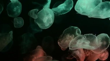 Ay Jölesi Balığı büyük akvaryum tankında vücudu temizler, izole edilmiş siyah arka planda suda yüzerken farklı açık renk etkileri olur..