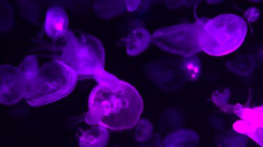 Ay Jölesi Balığı büyük akvaryum tankında vücudu temizler, izole edilmiş siyah arka planda suda yüzerken farklı açık renk etkileri olur..