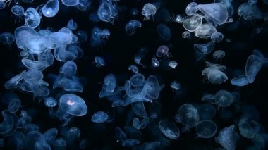 Ay Jölesi Balığı büyük akvaryum tankında vücudu temizler, izole edilmiş siyah arka planda suda yüzerken farklı açık renk etkileri olur..