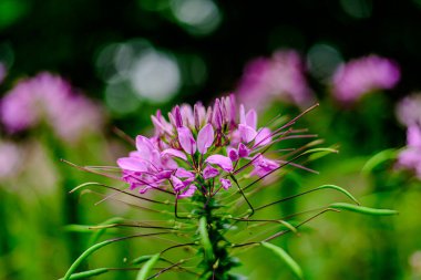 Cleome spinosa Parktaki Örümcek Çiçeği olarak da bilinir.