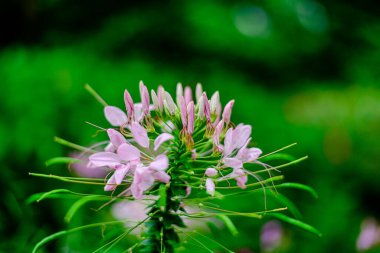 Cleome spinosa Parktaki Örümcek Çiçeği olarak da bilinir.