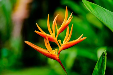Heliconia Altın Meşale çiçeği. Parkta bulanık yeşil arkaplan ile yakın çekim..