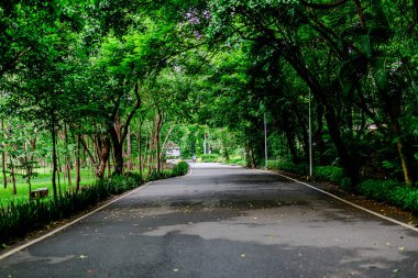 Parkın ve Tayland 'ın Bangkok şehrindeki Chatuchak' ın doğasının manzarası.