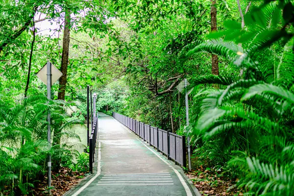 Parkın ve Tayland 'ın Bangkok şehrindeki Chatuchak' ın doğasının manzarası.