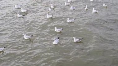 Bir grup martı yakındaki deniz kıyısında uçuyor. Tayland 'ın Bangpu ilçesinde Samutprakan.