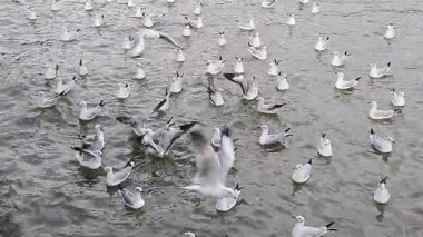Bir grup martı yakındaki deniz kıyısında uçuyor. Tayland 'ın Bangpu ilçesinde Samutprakan.