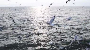 Bir grup martı yakındaki deniz kıyısında uçuyor. Tayland 'ın Bangpu ilçesinde Samutprakan.