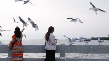 Turistler akşam vakti Tayland 'da gün batımında uçan martıları görmeye ve onları beslemeye gelirler. Bangpu, Samut Prakan. - 10 Nisan 2025.