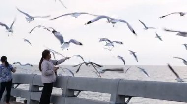 Turistler akşam vakti Tayland 'da gün batımında uçan martıları görmeye ve onları beslemeye gelirler. Bangpu, Samut Prakan. - 10 Nisan 2025.