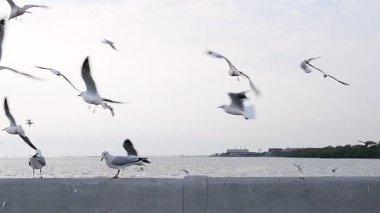 Bir grup martı yakındaki deniz kıyısında uçuyor. Tayland 'ın Bangpu ilçesinde Samutprakan.