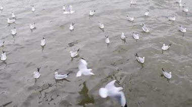 Bir grup martı yakındaki deniz kıyısında uçuyor. Tayland 'ın Bangpu ilçesinde Samutprakan.