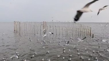 Bir grup martı yakındaki deniz kıyısında uçuyor. Tayland 'ın Bangpu ilçesinde Samutprakan.