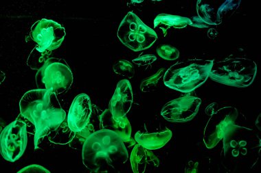 Ay Jölesi Balığı büyük akvaryum tankında vücudu temizler, izole edilmiş siyah arka planda suda yüzerken farklı açık renk etkileri olur..