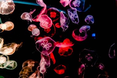 Ay Jölesi Balığı büyük akvaryum tankında vücudu temizler, izole edilmiş siyah arka planda suda yüzerken farklı açık renk etkileri olur..