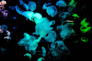 Ay Jölesi Balığı büyük akvaryum tankında vücudu temizler, izole edilmiş siyah arka planda suda yüzerken farklı açık renk etkileri olur..