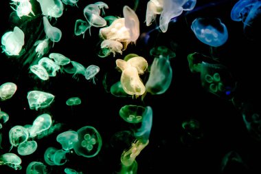 Ay Jölesi Balığı büyük akvaryum tankında vücudu temizler, izole edilmiş siyah arka planda suda yüzerken farklı açık renk etkileri olur..