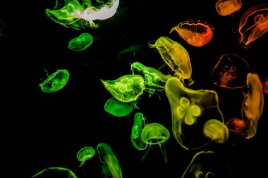 Ay Jölesi Balığı büyük akvaryum tankında vücudu temizler, izole edilmiş siyah arka planda suda yüzerken farklı açık renk etkileri olur..