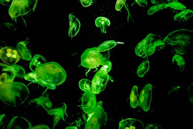 Ay Jölesi Balığı büyük akvaryum tankında vücudu temizler, izole edilmiş siyah arka planda suda yüzerken farklı açık renk etkileri olur..