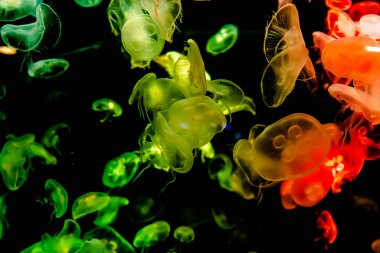 Ay Jölesi Balığı büyük akvaryum tankında vücudu temizler, izole edilmiş siyah arka planda suda yüzerken farklı açık renk etkileri olur..