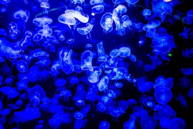 Ay Jölesi Balığı büyük akvaryum tankında vücudu temizler, izole edilmiş siyah arka planda suda yüzerken farklı açık renk etkileri olur..