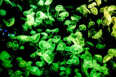 Ay Jölesi Balığı büyük akvaryum tankında vücudu temizler, izole edilmiş siyah arka planda suda yüzerken farklı açık renk etkileri olur..