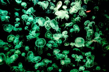 Ay Jölesi Balığı büyük akvaryum tankında vücudu temizler, izole edilmiş siyah arka planda suda yüzerken farklı açık renk etkileri olur..