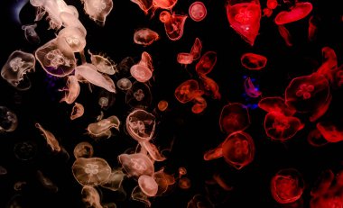 Ay Jölesi Balığı büyük akvaryum tankında vücudu temizler, izole edilmiş siyah arka planda suda yüzerken farklı açık renk etkileri olur..