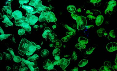 Ay Jölesi Balığı büyük akvaryum tankında vücudu temizler, izole edilmiş siyah arka planda suda yüzerken farklı açık renk etkileri olur..