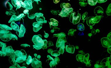 Ay Jölesi Balığı büyük akvaryum tankında vücudu temizler, izole edilmiş siyah arka planda suda yüzerken farklı açık renk etkileri olur..