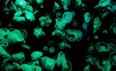 Ay Jölesi Balığı büyük akvaryum tankında vücudu temizler, izole edilmiş siyah arka planda suda yüzerken farklı açık renk etkileri olur..