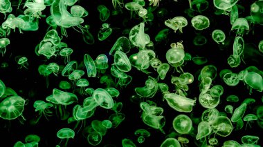 Ay Jölesi Balığı büyük akvaryum tankında vücudu temizler, izole edilmiş siyah arka planda suda yüzerken farklı açık renk etkileri olur..