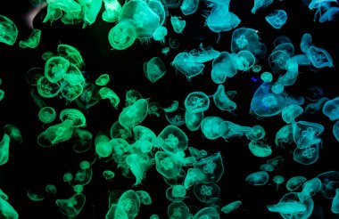 Ay Jölesi Balığı büyük akvaryum tankında vücudu temizler, izole edilmiş siyah arka planda suda yüzerken farklı açık renk etkileri olur..