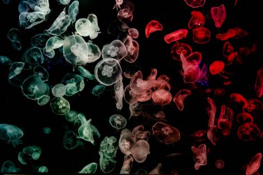 Ay Jölesi Balığı büyük akvaryum tankında vücudu temizler, izole edilmiş siyah arka planda suda yüzerken farklı açık renk etkileri olur..