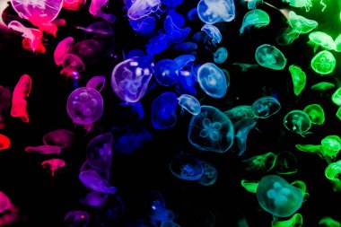 Ay Jölesi Balığı büyük akvaryum tankında vücudu temizler, izole edilmiş siyah arka planda suda yüzerken farklı açık renk etkileri olur..