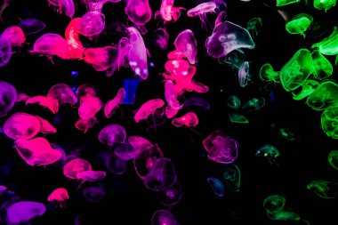 Ay Jölesi Balığı büyük akvaryum tankında vücudu temizler, izole edilmiş siyah arka planda suda yüzerken farklı açık renk etkileri olur..