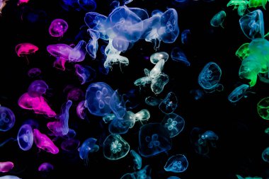 Ay Jölesi Balığı büyük akvaryum tankında vücudu temizler, izole edilmiş siyah arka planda suda yüzerken farklı açık renk etkileri olur..