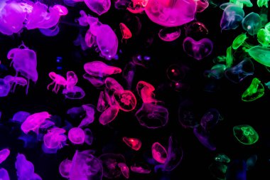 Ay Jölesi Balığı büyük akvaryum tankında vücudu temizler, izole edilmiş siyah arka planda suda yüzerken farklı açık renk etkileri olur..