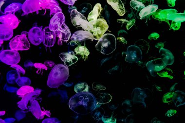 Ay Jölesi Balığı büyük akvaryum tankında vücudu temizler, izole edilmiş siyah arka planda suda yüzerken farklı açık renk etkileri olur..